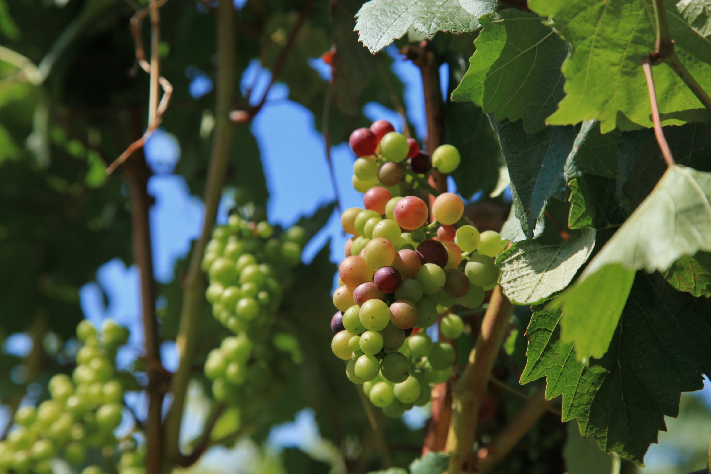 PinotNoir_grapes our island vineyard image